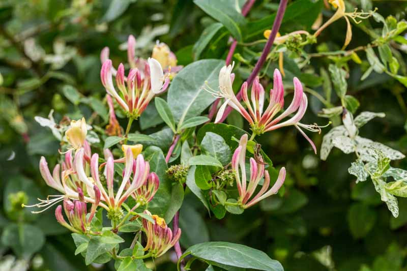Lonicera japonica ‘Purpurea’ (Japanese Honeysuckle)